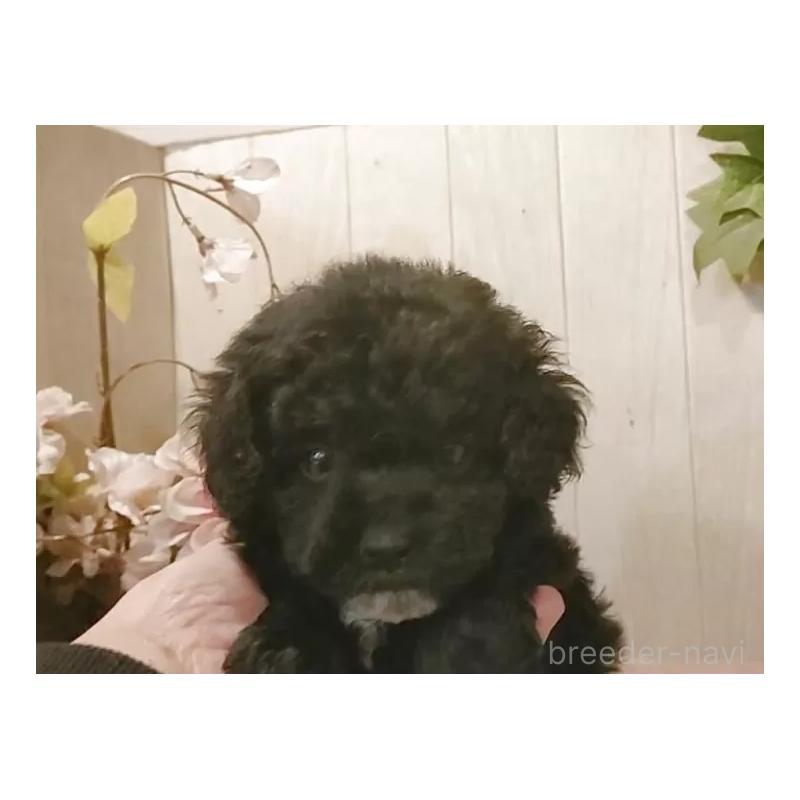 販売中の愛知県のティーカッププードル-436863の2枚目