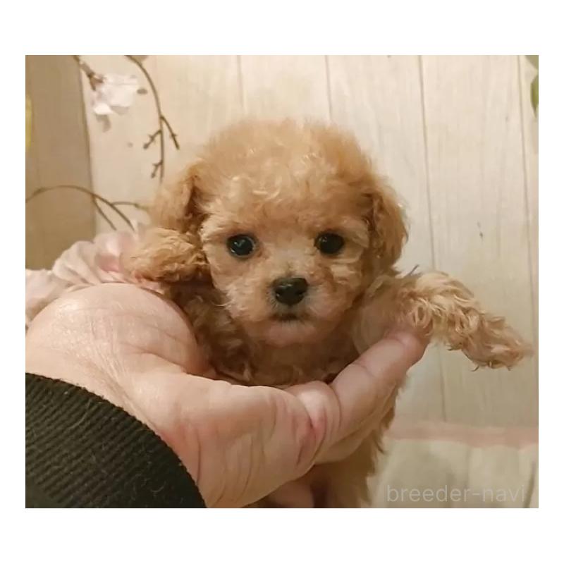 販売中の愛知県のティーカッププードル-436864の8枚目