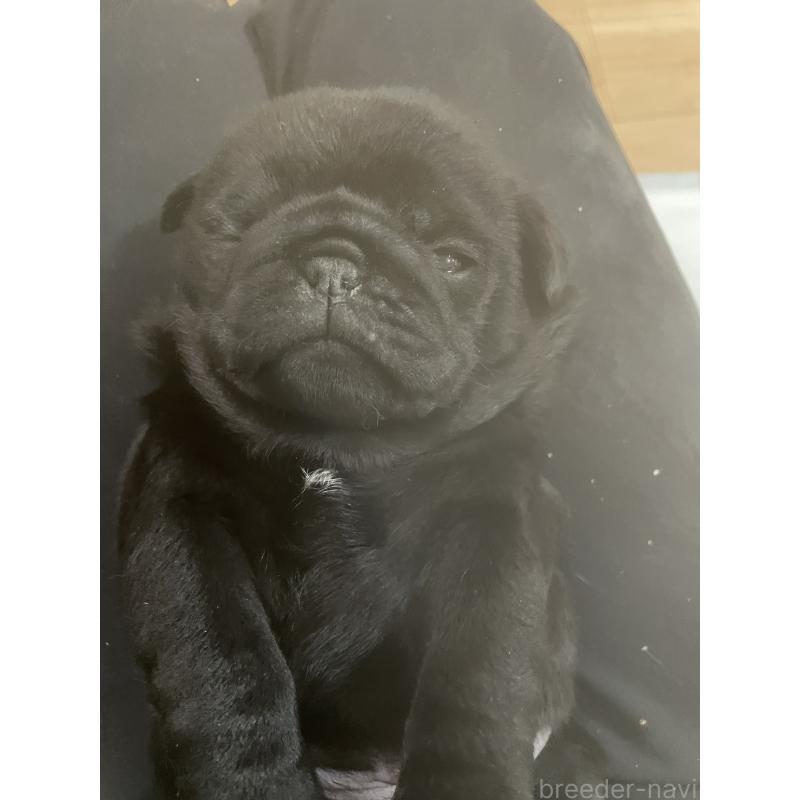 販売中の福岡県のパグ-431651の2枚目