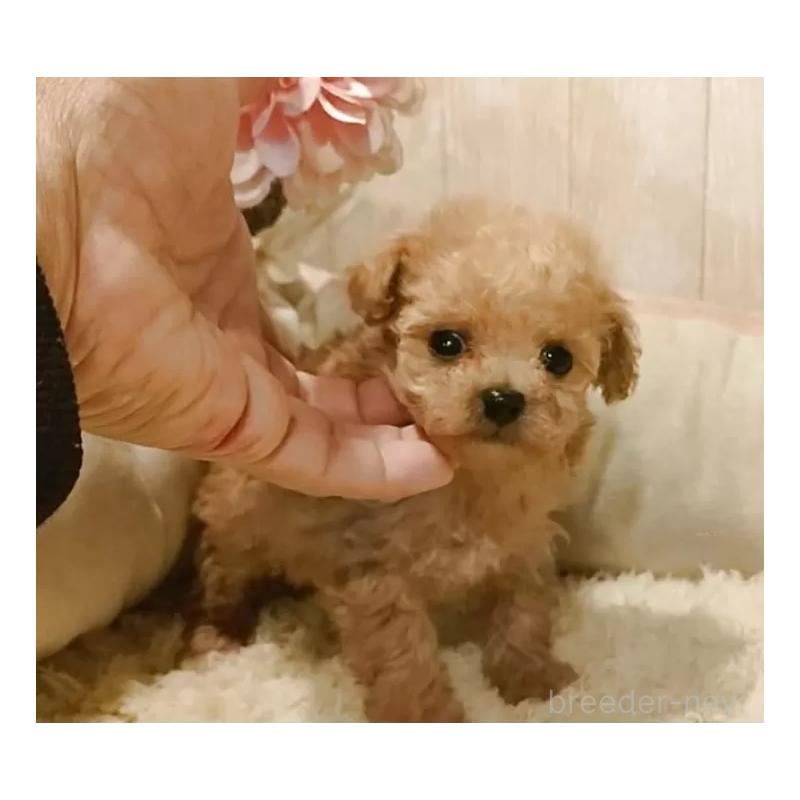 販売中の愛知県のティーカッププードル-436864の7枚目