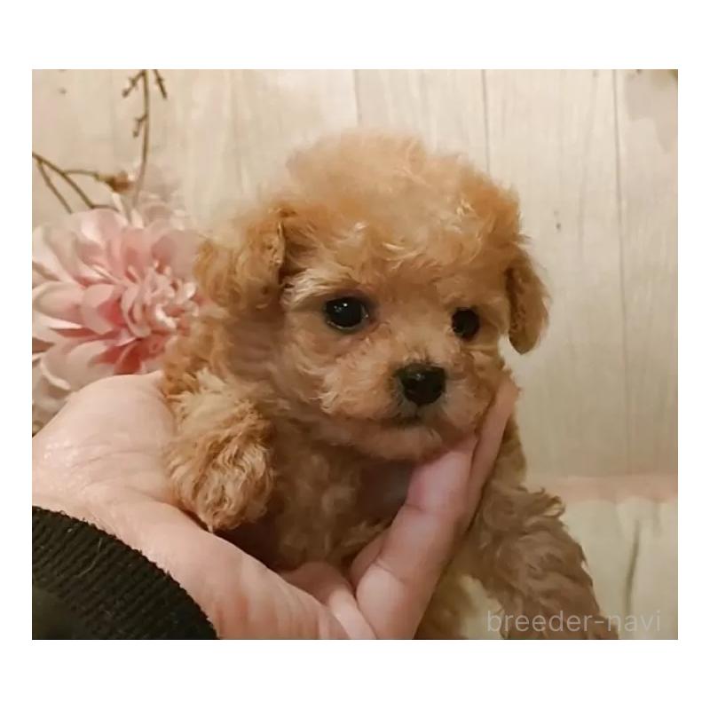 販売中の愛知県のティーカッププードル-436864の6枚目