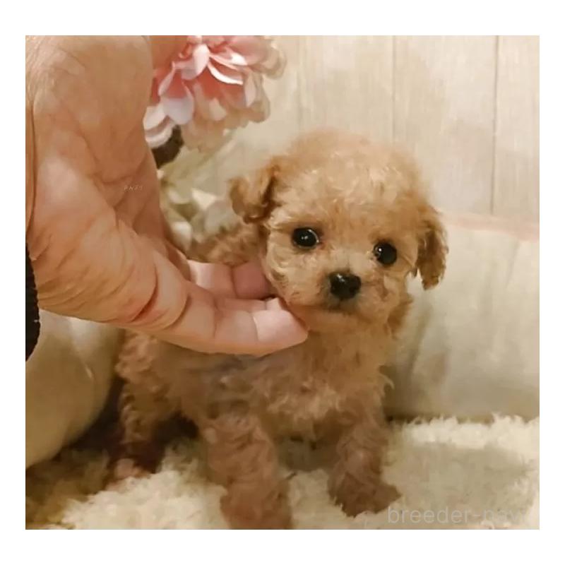 販売中の愛知県のティーカッププードル-436864の5枚目