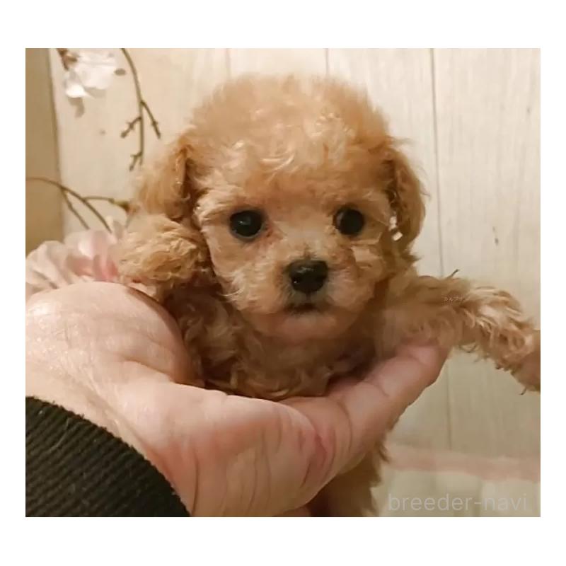 販売中の愛知県のティーカッププードル-436864の4枚目