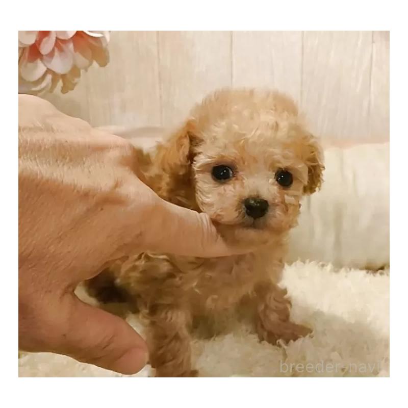 販売中の愛知県のティーカッププードル-436864の2枚目