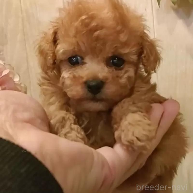 販売中の愛知県のティーカッププードル-436866の1枚目