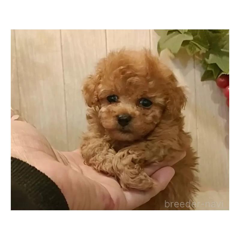 販売中の愛知県のティーカッププードル-436866の7枚目