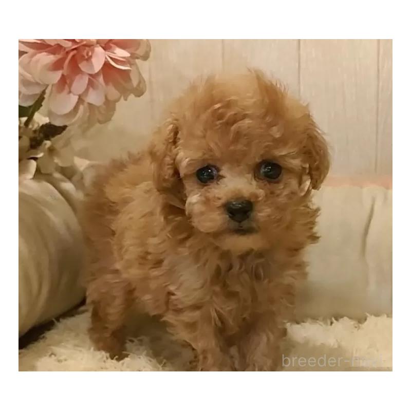 販売中の愛知県のティーカッププードル-436866の6枚目