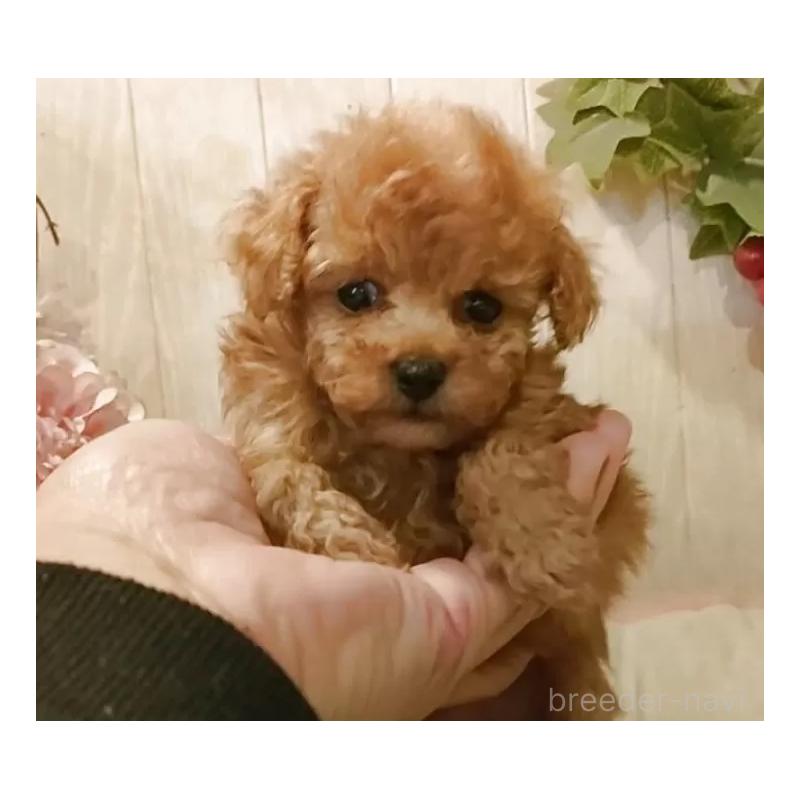 販売中の愛知県のティーカッププードル-436866の5枚目