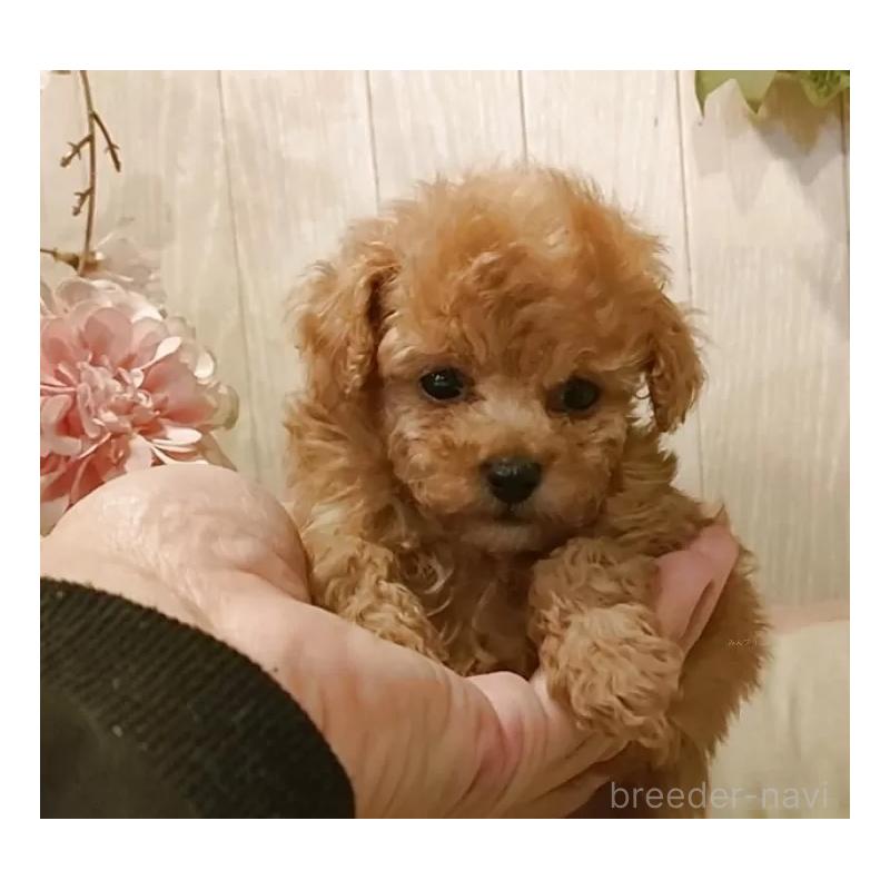 販売中の愛知県のティーカッププードル-436866の4枚目