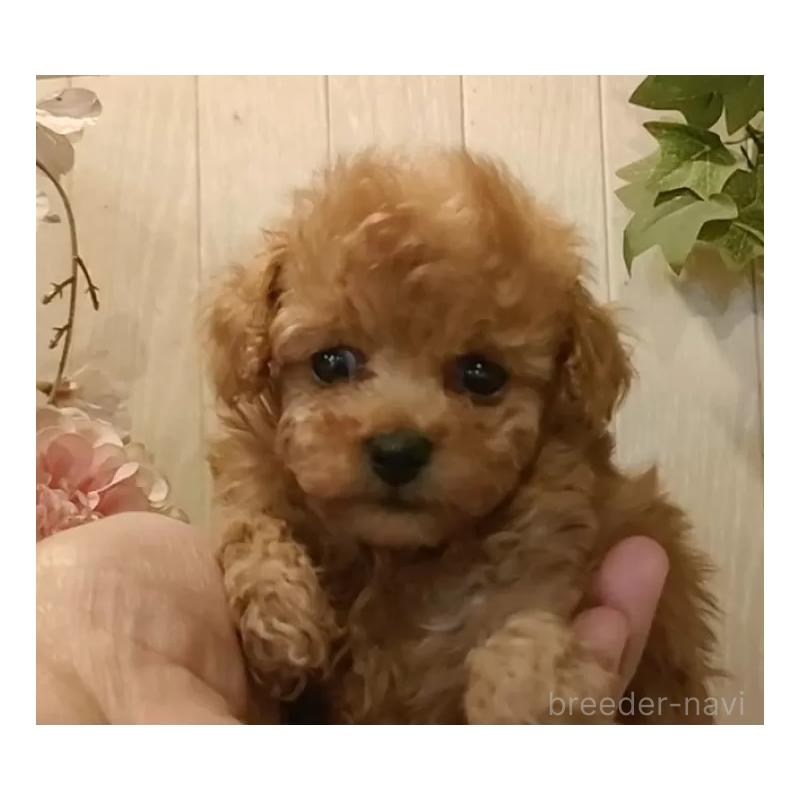 販売中の愛知県のティーカッププードル-436866の3枚目