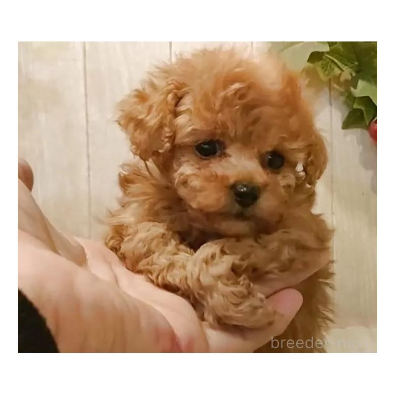 販売中の愛知県のティーカッププードル-436866の2枚目