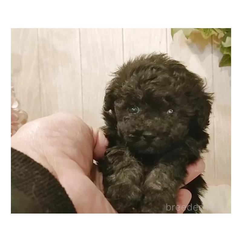 販売中の愛知県のティーカッププードル-436867の7枚目