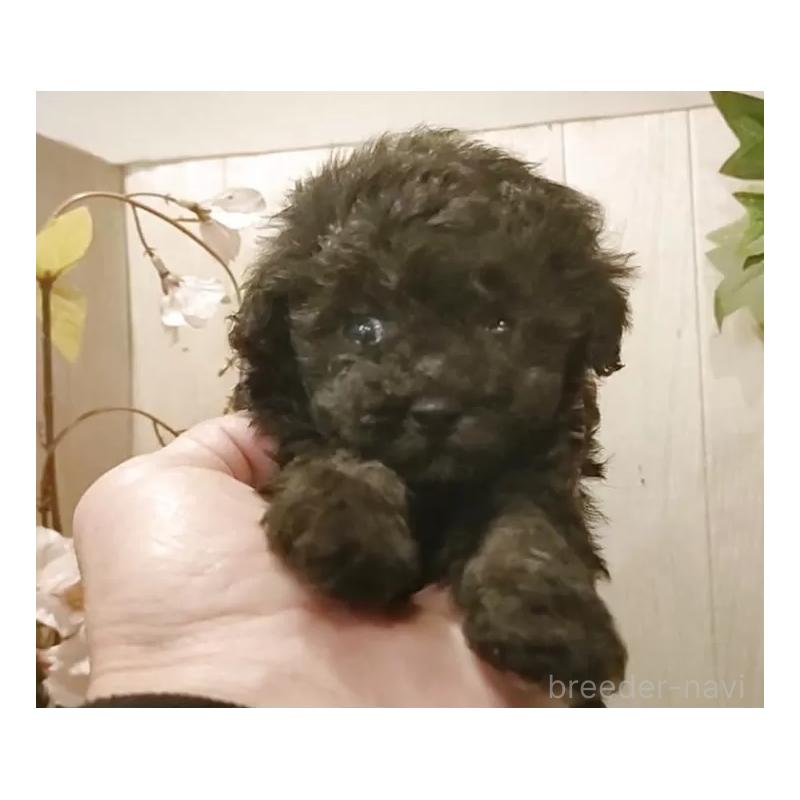 販売中の愛知県のティーカッププードル-436867の6枚目