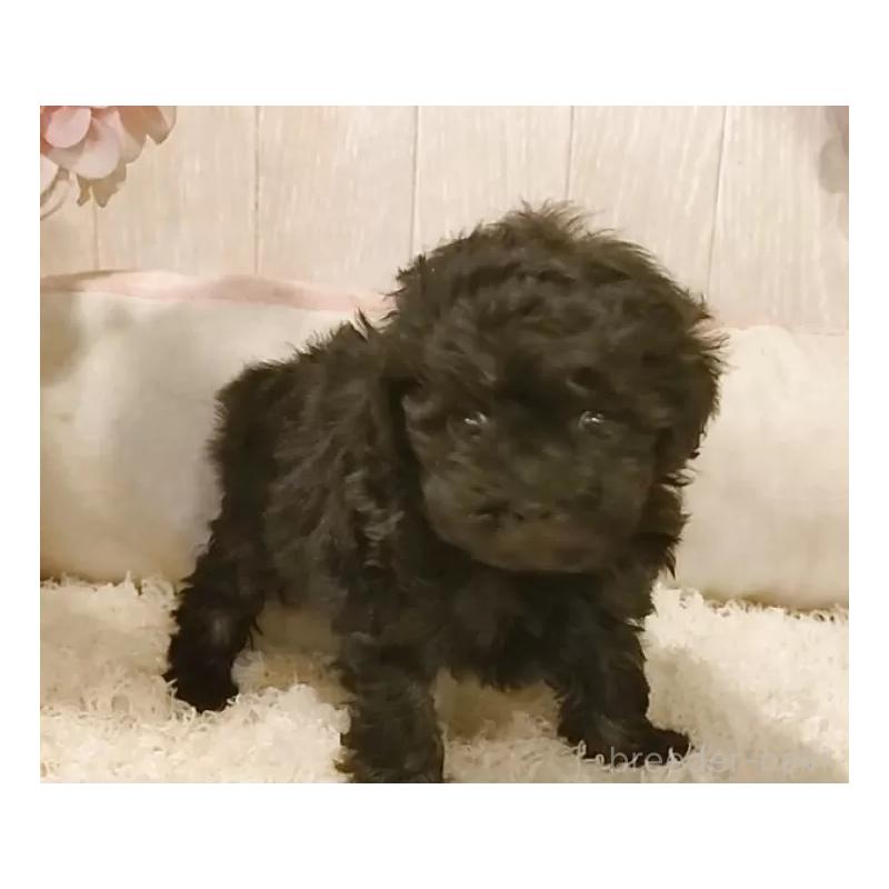 販売中の愛知県のティーカッププードル-436867の4枚目