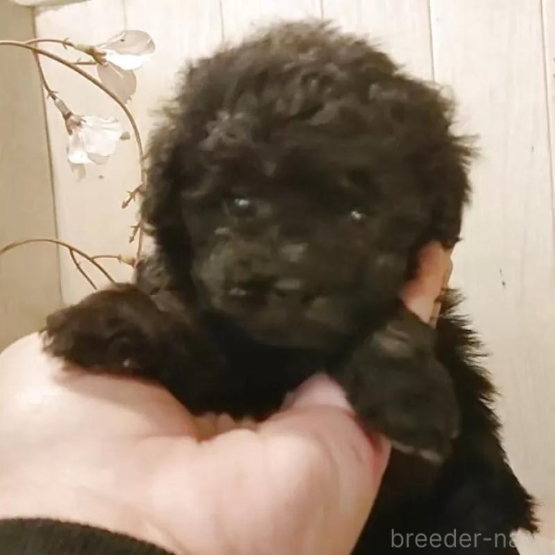 販売中の愛知県のティーカッププードル-436867の3枚目