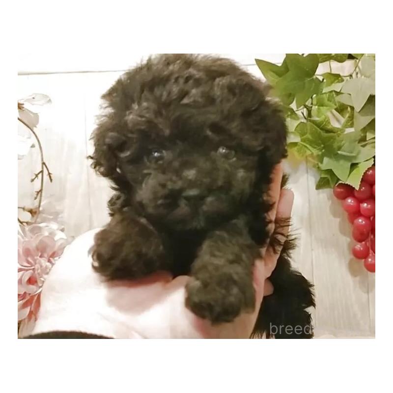 販売中の愛知県のティーカッププードル-436867の2枚目