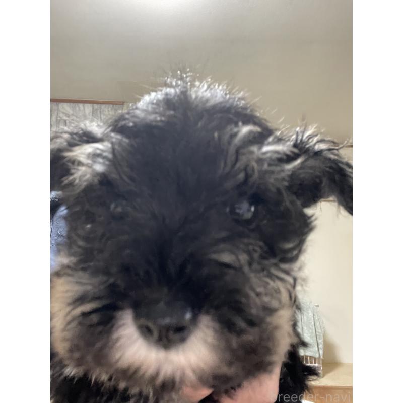 販売中の静岡県のミニチュアシュナウザー-436743の3枚目