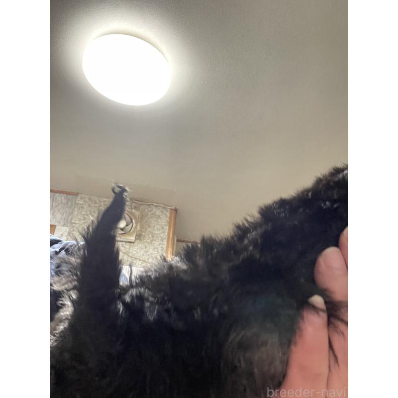 販売中の静岡県のミニチュアシュナウザー-436743の2枚目