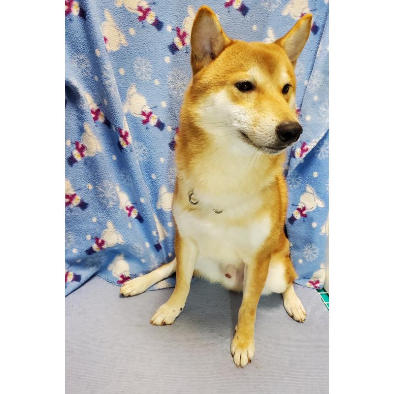 販売中の千葉県の柴犬-356791の2枚目