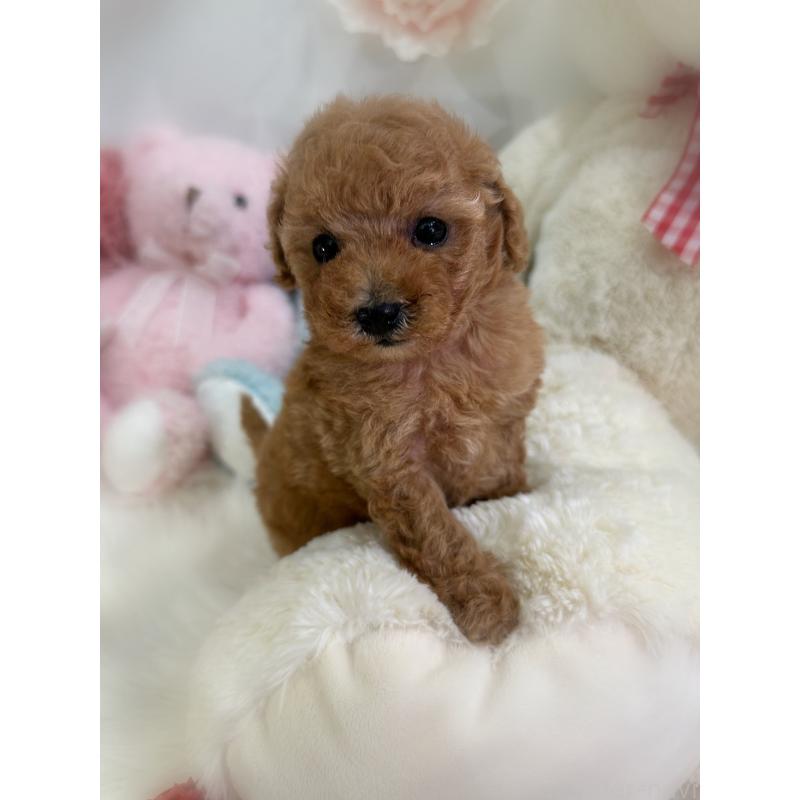 販売中の香川県のタイニープードル-433644の8枚目