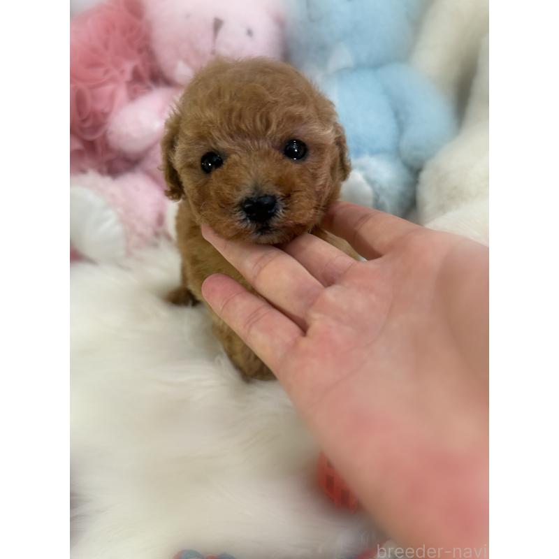 販売中の香川県のタイニープードル-433644の7枚目