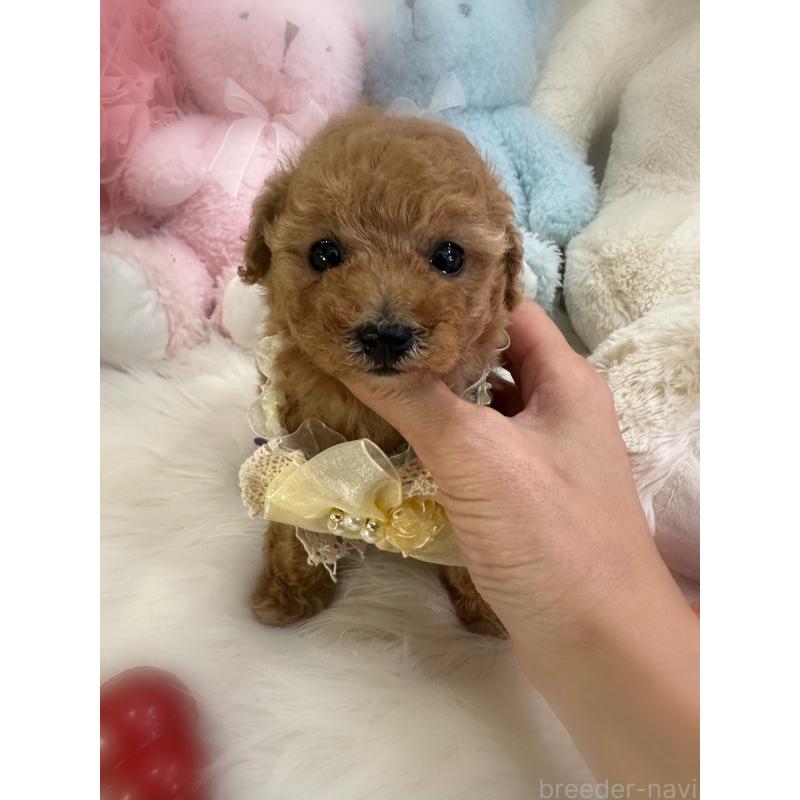 販売中の香川県のタイニープードル-433644の6枚目