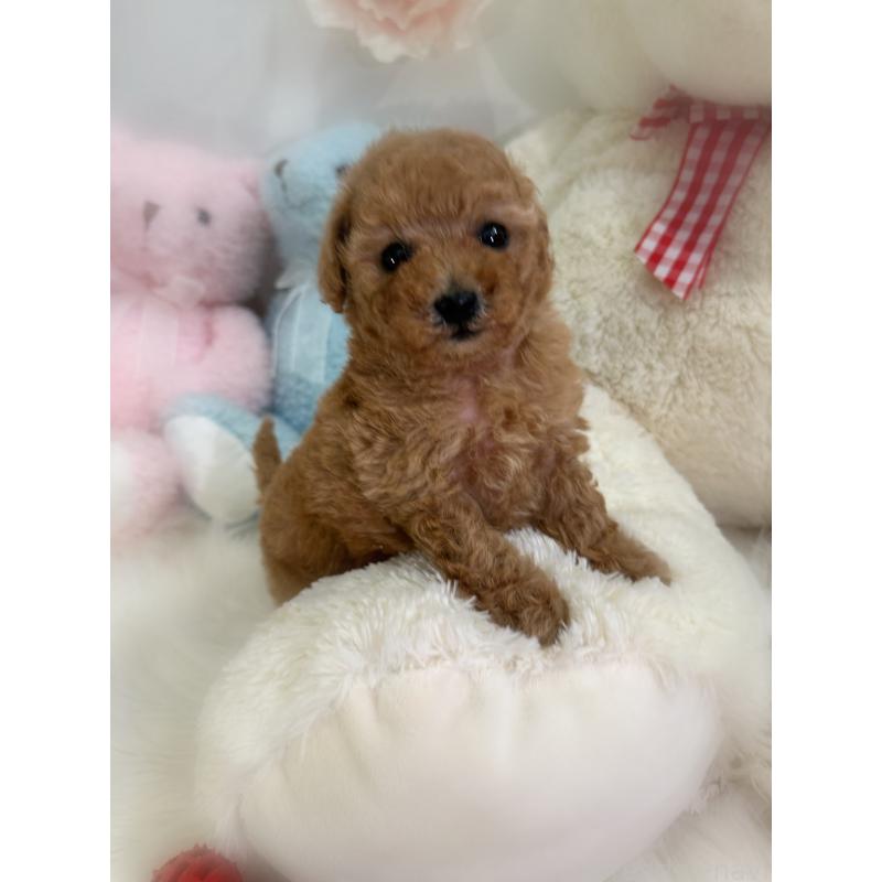 販売中の香川県のタイニープードル-433644の5枚目