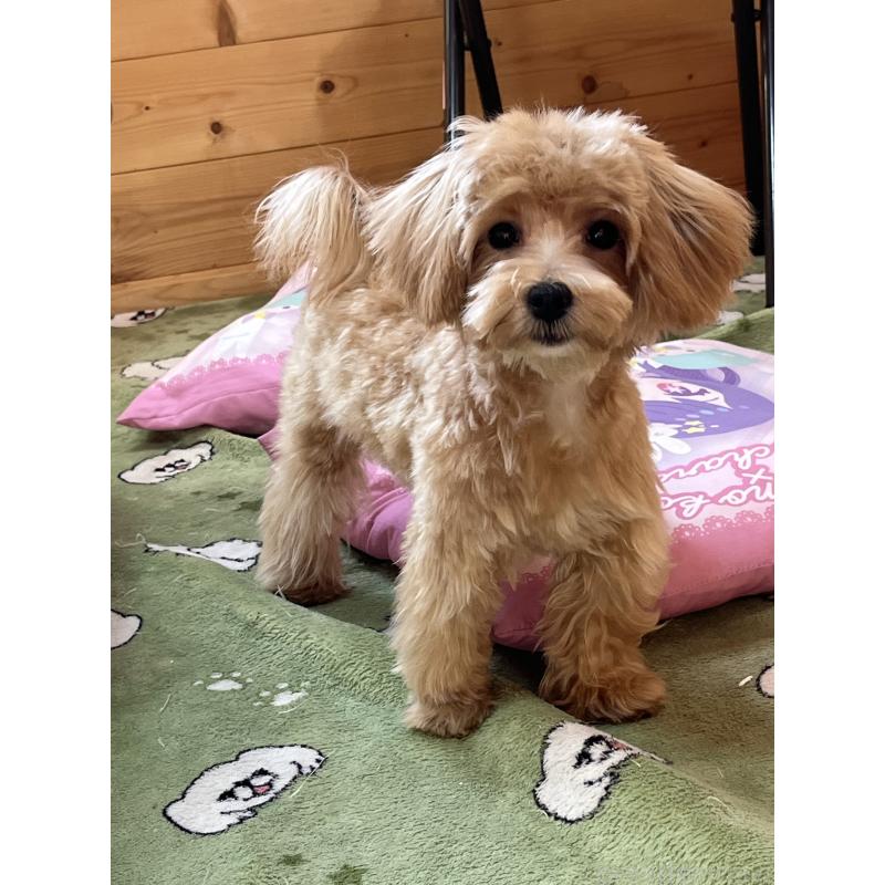 販売中の埼玉県のミックス犬-403916の4枚目