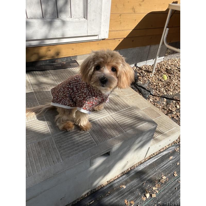 販売中の埼玉県のミックス犬-403916の3枚目