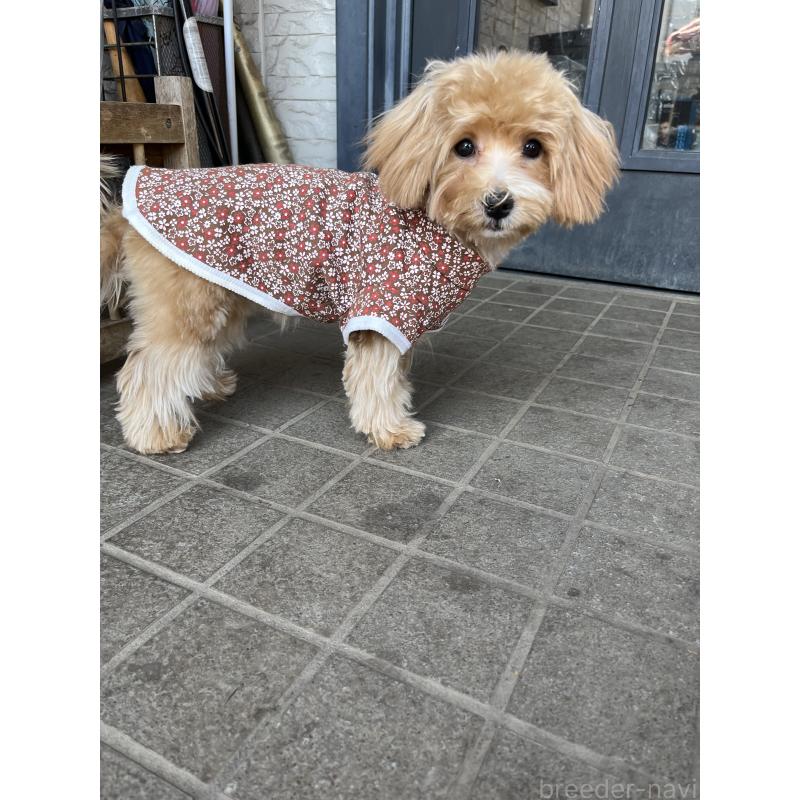 販売中の埼玉県のミックス犬-403916の2枚目