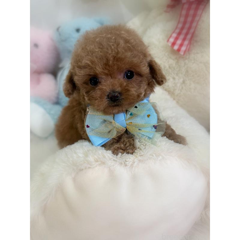 販売中の香川県のティーカッププードル-433155の5枚目