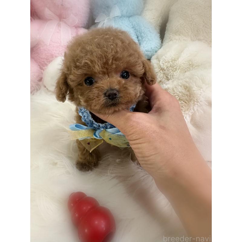 販売中の香川県のティーカッププードル-433155の3枚目