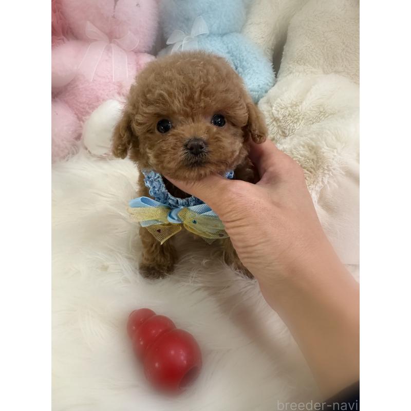 販売中の香川県のティーカッププードル-433155の2枚目