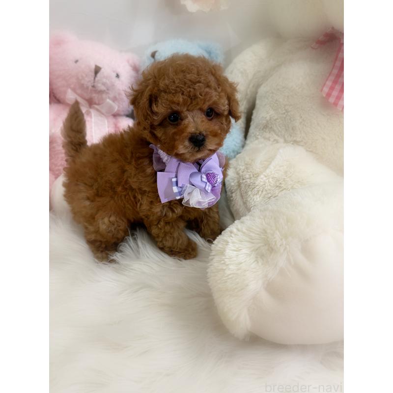 販売中の香川県のトイプードル-430498の6枚目