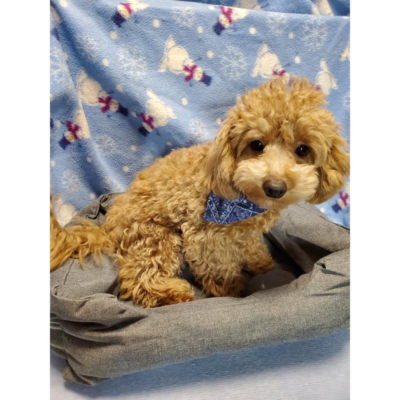 販売中の千葉県のトイプードル-395496の5枚目