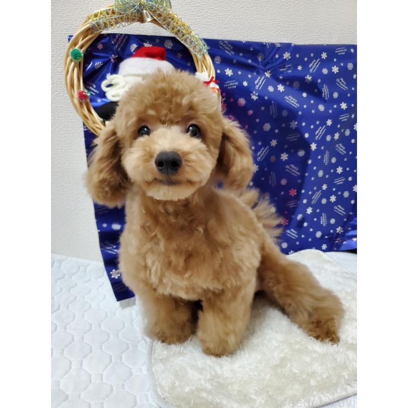 販売中の千葉県のトイプードル-395496の3枚目