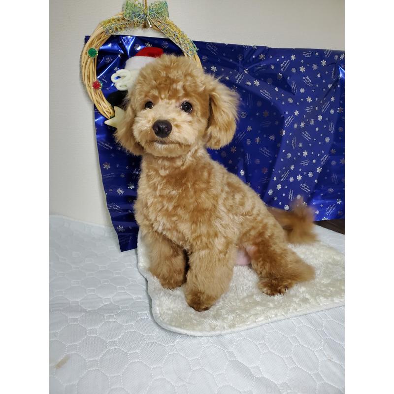 販売中の千葉県のトイプードル-395496の2枚目