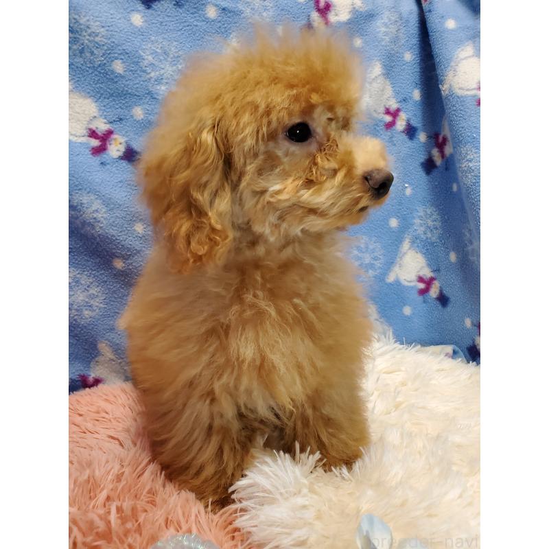 販売中の千葉県のティーカッププードル-427839の5枚目