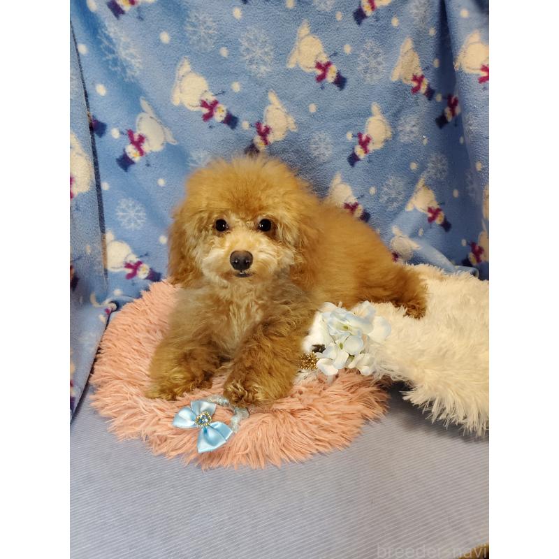 販売中の千葉県のティーカッププードル-427839の3枚目