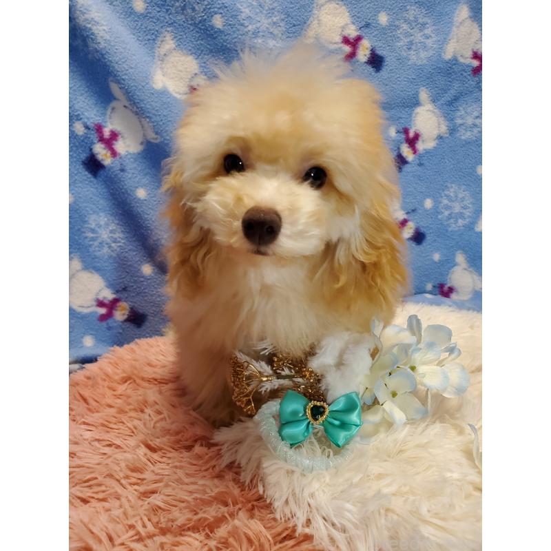 販売中の千葉県のティーカッププードル-427840の5枚目