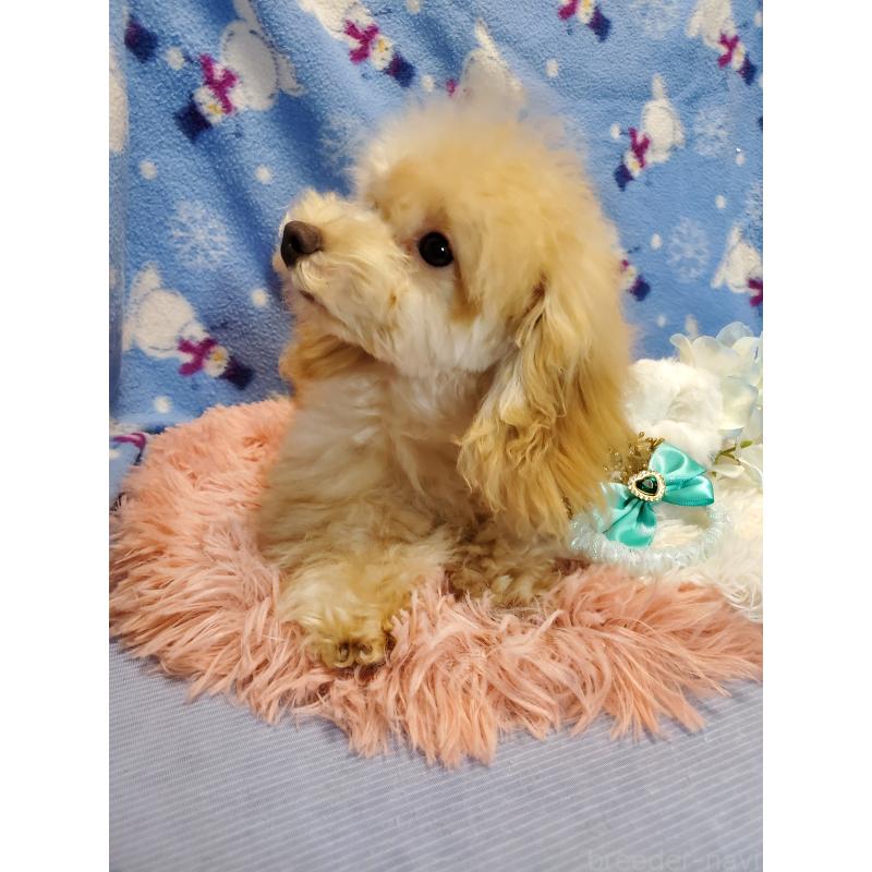 販売中の千葉県のティーカッププードル-427840の4枚目