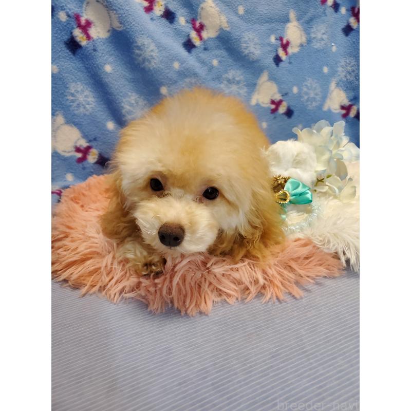 販売中の千葉県のティーカッププードル-427840の3枚目