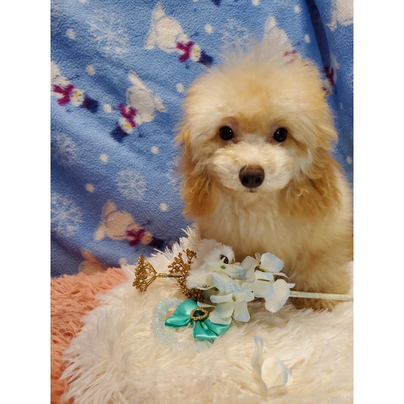 販売中の千葉県のティーカッププードル-427840の2枚目