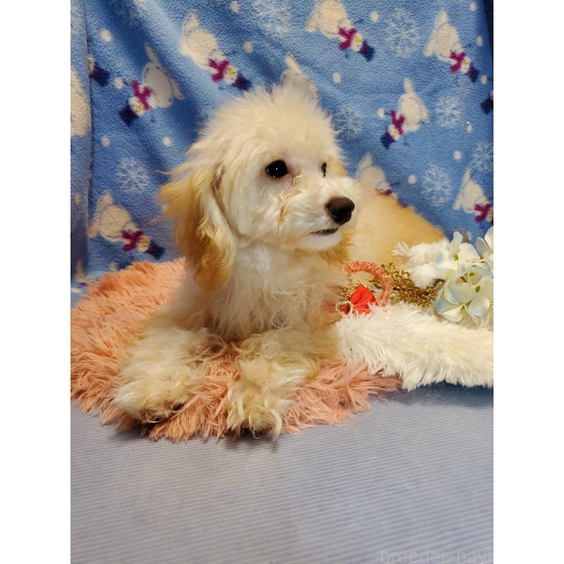 販売中の千葉県のティーカッププードル-427841の4枚目