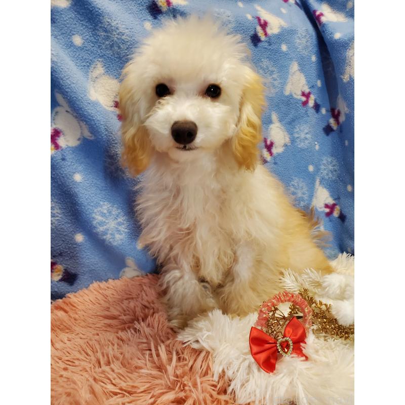 販売中の千葉県のティーカッププードル-427841の3枚目