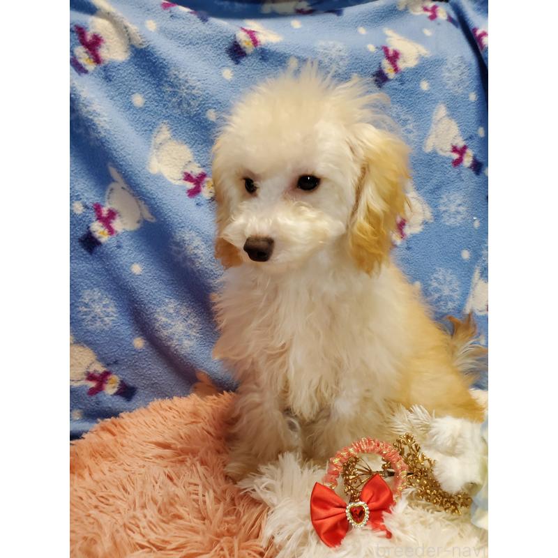 販売中の千葉県のティーカッププードル-427841の2枚目