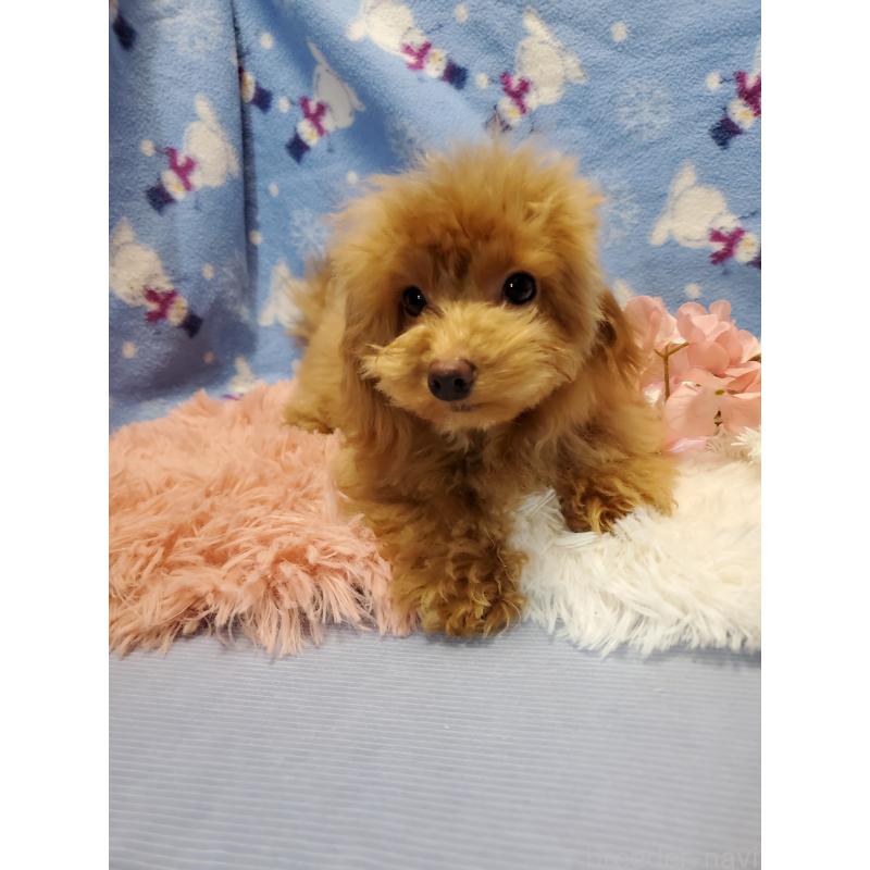 販売中の千葉県のティーカッププードル-427842の5枚目