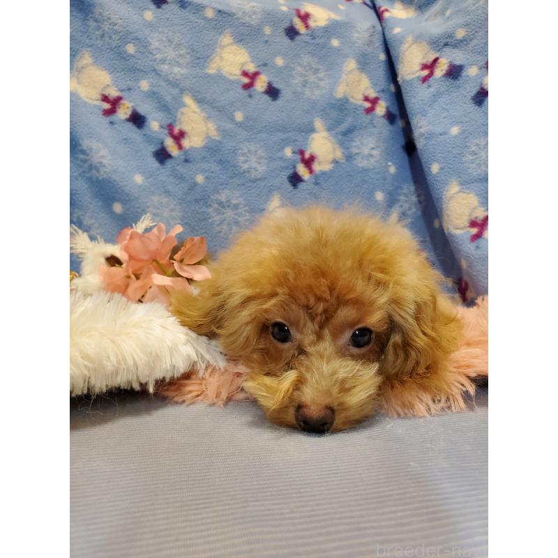 販売中の千葉県のティーカッププードル-427842の4枚目