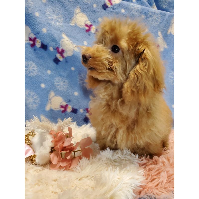 販売中の千葉県のティーカッププードル-427842の3枚目