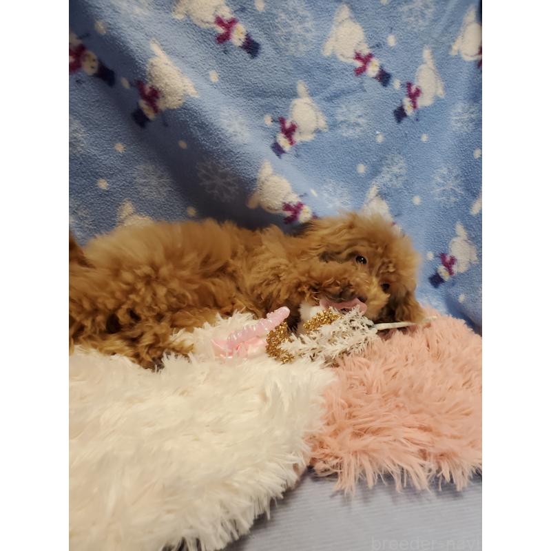 販売中の千葉県のティーカッププードル-427842の2枚目